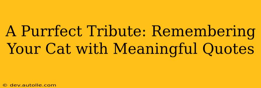 A Purrfect Tribute: Remembering Your Cat with Meaningful Quotes
